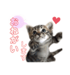 みなねこスタンプ01（個別スタンプ：2）