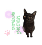 みなねこスタンプ01（個別スタンプ：3）