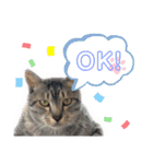 みなねこスタンプ01（個別スタンプ：5）