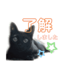 みなねこスタンプ01（個別スタンプ：6）