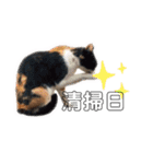 みなねこスタンプ01（個別スタンプ：7）