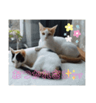 みなねこスタンプ01（個別スタンプ：12）