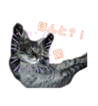 みなねこスタンプ01（個別スタンプ：15）