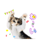 みなねこスタンプ01（個別スタンプ：16）
