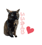 みなねこスタンプ01（個別スタンプ：18）