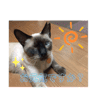 みなねこスタンプ01（個別スタンプ：19）