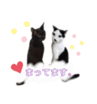 みなねこスタンプ01（個別スタンプ：20）