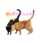 みなねこスタンプ01（個別スタンプ：21）
