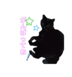 みなねこスタンプ01（個別スタンプ：22）