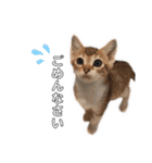 みなねこスタンプ01（個別スタンプ：23）