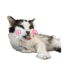 QUEUE猫スタンプ（個別スタンプ：2）