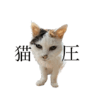 QUEUE猫スタンプ（個別スタンプ：3）