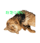 QUEUE猫スタンプ（個別スタンプ：4）