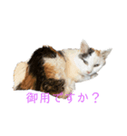 QUEUE猫スタンプ（個別スタンプ：5）