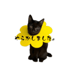 QUEUE猫スタンプ（個別スタンプ：6）