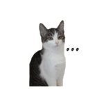 QUEUE猫スタンプ（個別スタンプ：7）