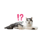 QUEUE猫スタンプ（個別スタンプ：9）
