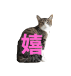 QUEUE猫スタンプ（個別スタンプ：11）