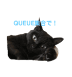 QUEUE猫スタンプ（個別スタンプ：12）