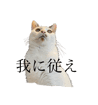 QUEUE猫スタンプ（個別スタンプ：13）