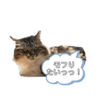 QUEUE猫スタンプ（個別スタンプ：14）