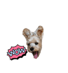 ヨークシャーテリア犬のかわいいスタンプ（個別スタンプ：2）
