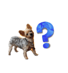 ヨークシャーテリア犬のかわいいスタンプ（個別スタンプ：5）