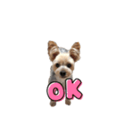 ヨークシャーテリア犬のかわいいスタンプ（個別スタンプ：6）