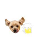 ヨークシャーテリア犬のかわいいスタンプ（個別スタンプ：8）