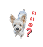 ヨークシャーテリア犬のかわいいスタンプ（個別スタンプ：10）