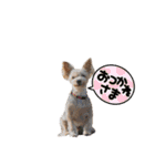 ヨークシャーテリア犬のかわいいスタンプ（個別スタンプ：12）
