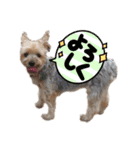 ヨークシャーテリア犬のかわいいスタンプ（個別スタンプ：13）