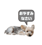 ヨークシャーテリア犬のかわいいスタンプ（個別スタンプ：14）