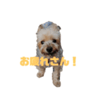 ヨークシャーテリア犬のかわいいスタンプ（個別スタンプ：15）