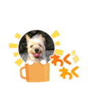 ヨークシャーテリア犬のかわいいスタンプ（個別スタンプ：16）