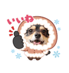 Kojiromaru＆Jubee6（個別スタンプ：8）