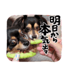 Kojiromaru＆Jubee6（個別スタンプ：19）