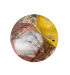 ちゃろろろろろ（個別スタンプ：2）