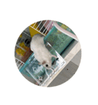 ちゃろろろろろ（個別スタンプ：8）