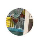 ちゃろろろろろ（個別スタンプ：10）