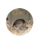 ちゃろろろろろ（個別スタンプ：16）
