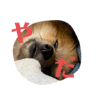 ガルルなな③（個別スタンプ：1）