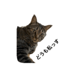 猫カフェ3兄弟（個別スタンプ：1）