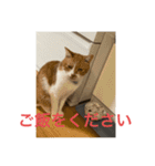 猫カフェ3兄弟（個別スタンプ：3）