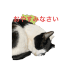 猫カフェ3兄弟（個別スタンプ：4）