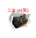 猫カフェ3兄弟（個別スタンプ：5）