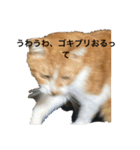 猫カフェ3兄弟（個別スタンプ：6）