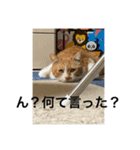 猫カフェ3兄弟（個別スタンプ：7）
