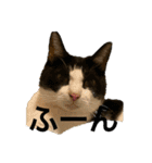 猫カフェ3兄弟（個別スタンプ：8）