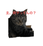 猫カフェ3兄弟（個別スタンプ：9）